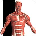 3d虚拟人体解剖(Visual Anatomy)